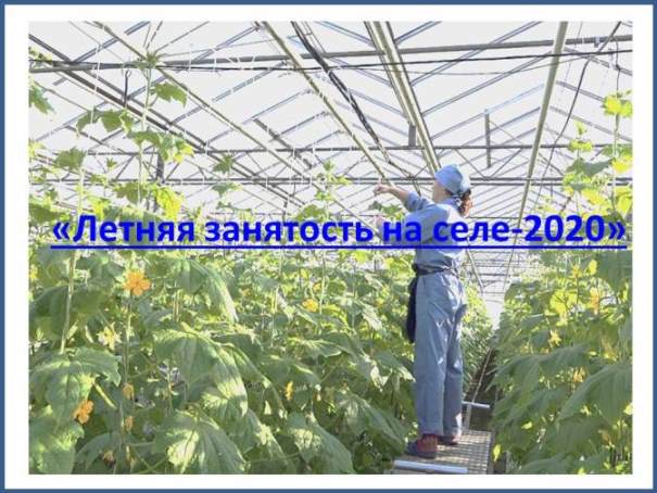 «Летняя занятость на селе-2020»